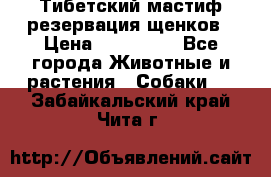 Тибетский мастиф резервация щенков › Цена ­ 100 000 - Все города Животные и растения » Собаки   . Забайкальский край,Чита г.